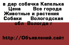 в дар собачка Капелька › Цена ­ 1 - Все города Животные и растения » Собаки   . Вологодская обл.,Вологда г.